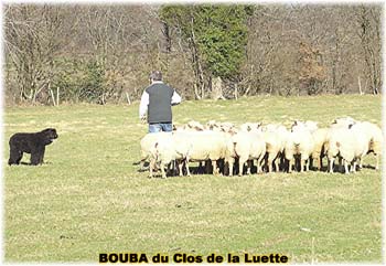 le bouvier des flandres et les moutons - Elevage du CLOS DE LA LUETTE - COPYRIGHT DEPOSE